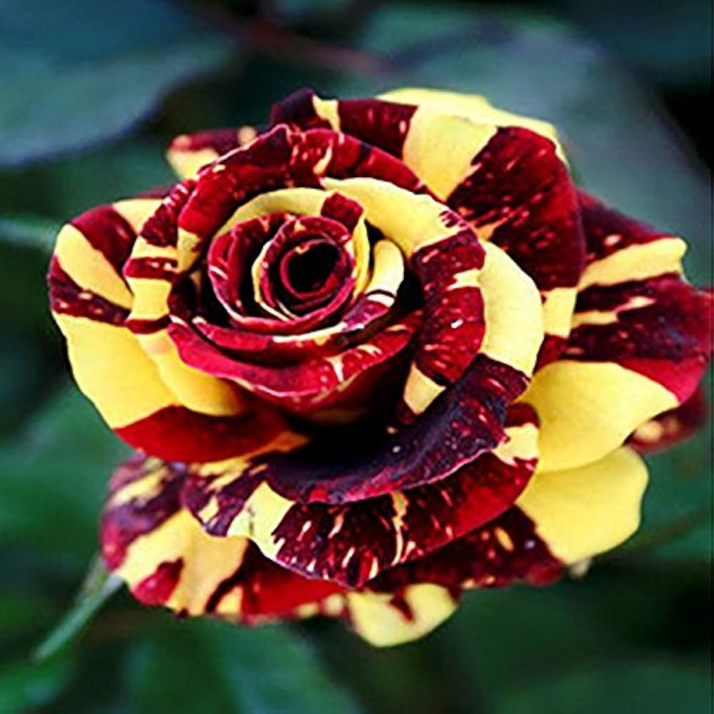 Rose Red-Yellow Rose Flower - for planting in home garden